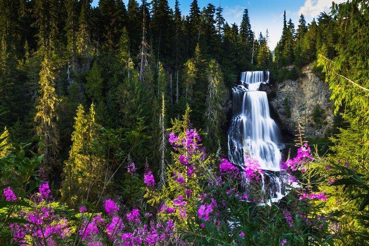 Whistler Bear Tour