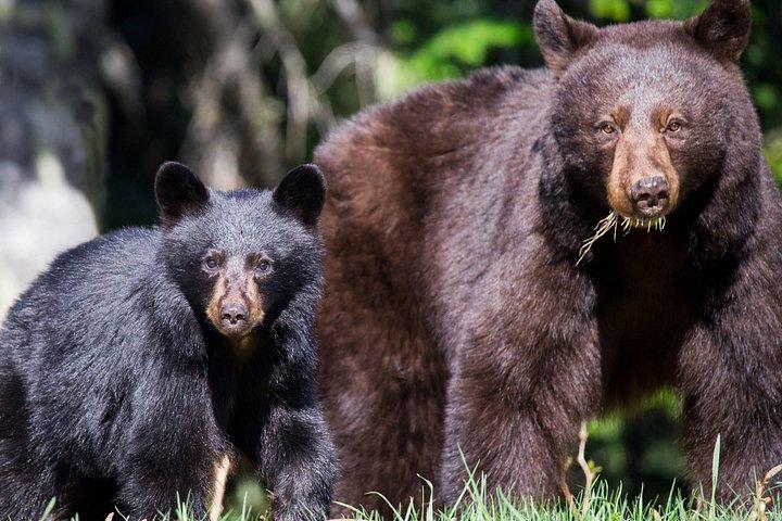 Whistler Bear Tour
