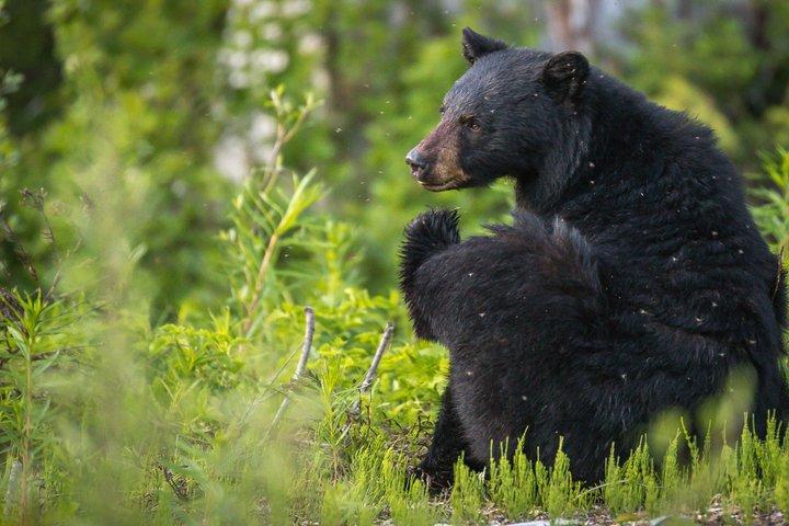 Whistler Bear Tour