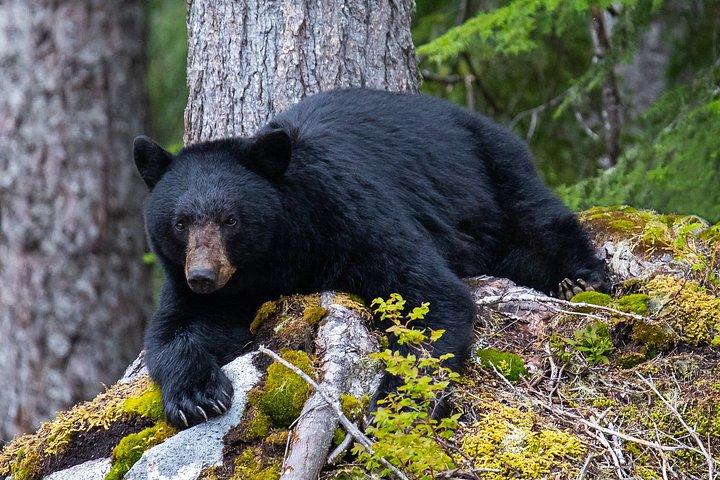 Whistler Bear Tour