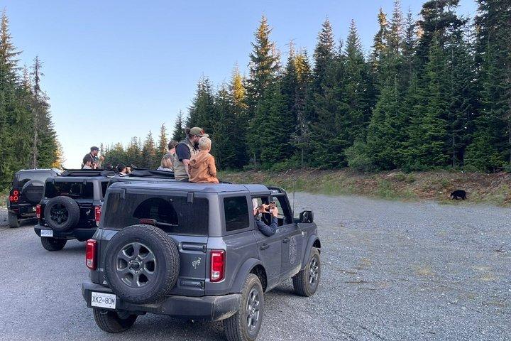 Whistler Bear Tour