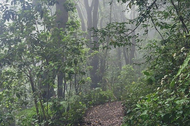 テネリフェ島アナガ山脈の月桂樹林を巡る周回ハイキング（最大12名）