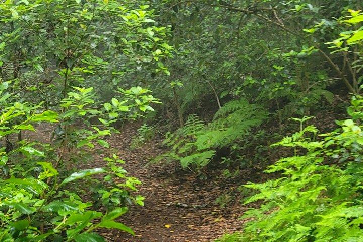 テネリフェ島アナガ山脈の月桂樹林を巡る周回ハイキング（最大12名）