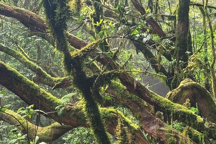 テネリフェ島アナガ山脈の月桂樹林を巡る周回ハイキング（最大12名）