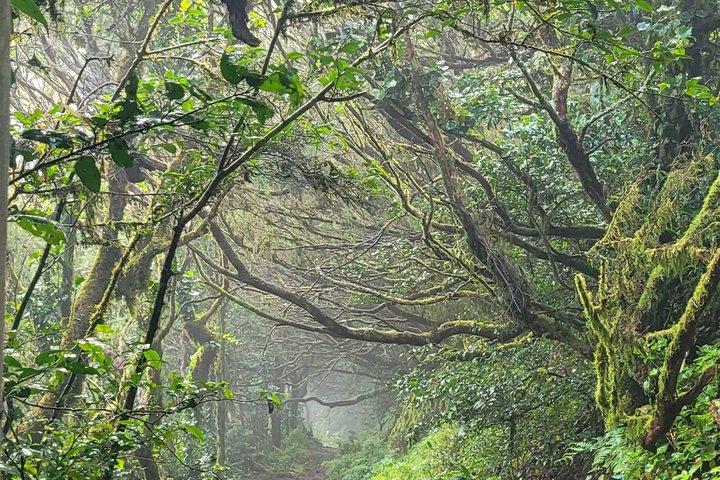 テネリフェ島アナガ山脈の月桂樹林を巡る周回ハイキング（最大12名）