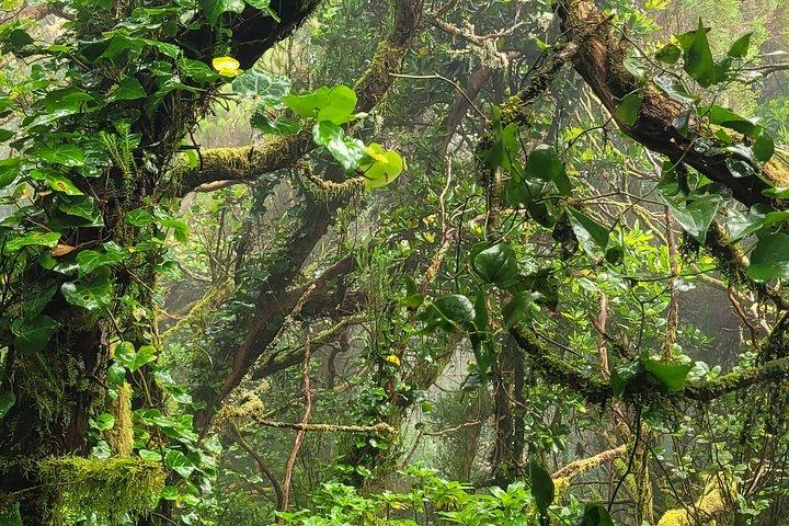 テネリフェ島アナガ山脈の月桂樹林を巡る周回ハイキング（最大12名）