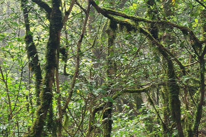 テネリフェ島アナガ山脈の月桂樹林を巡る周回ハイキング（最大12名）