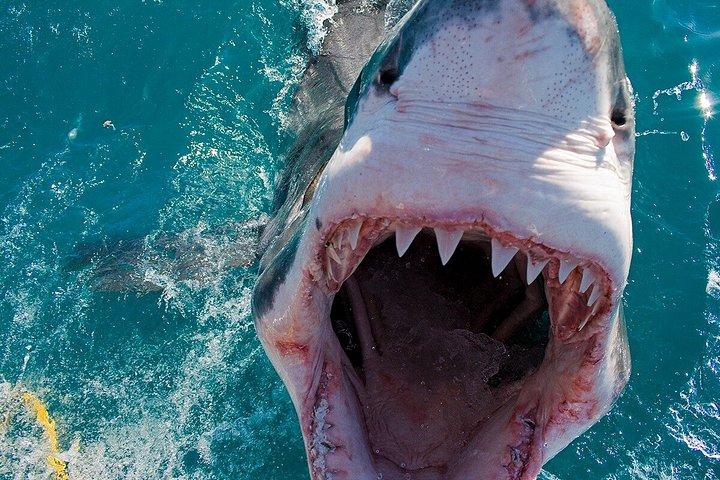 Haikäfigtauchen mit kostenloser Luft im Käfig von Gansbaai