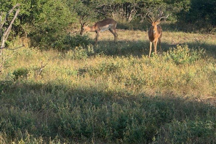 Mosi Oa Tunya National Park Game Drive and Rhino Walk