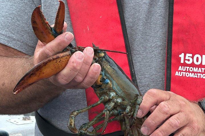 Lobsters & Legacy: An Authentic Lunenburg Experience