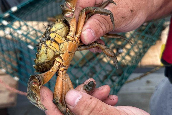 Lobsters & Legacy: An Authentic Lunenburg Experience