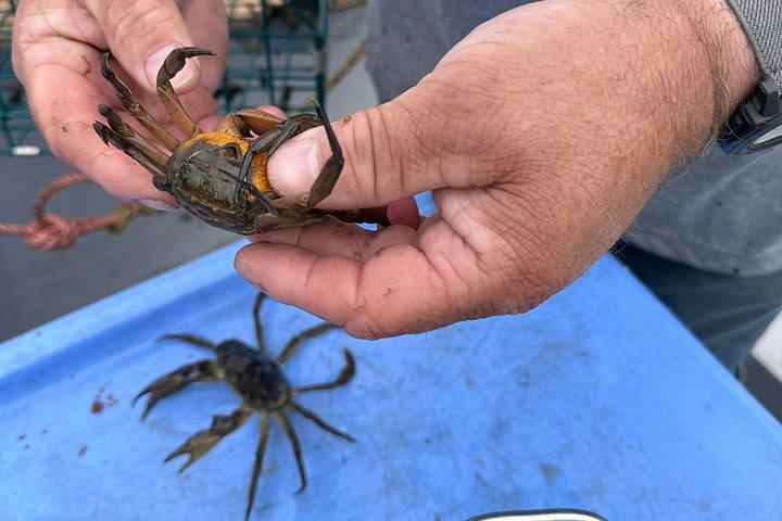 Lobsters & Legacy: An Authentic Lunenburg Experience