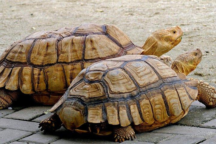 ウルワツプライベートツアージンバランでのロマンチックディナー付き