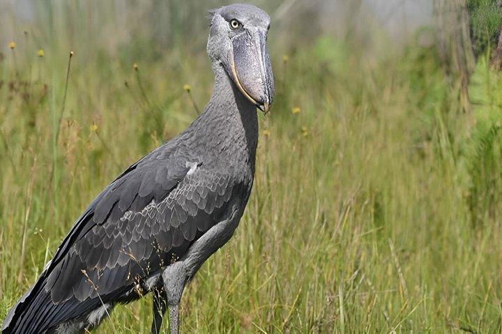 Tours diarios de Shoebill