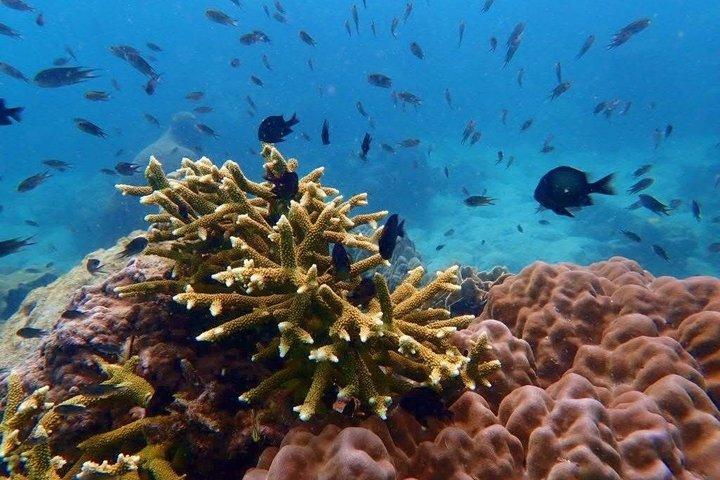 Koh Talu Tour de meio dia de snorkeling com almoço a partir de Hua Hin