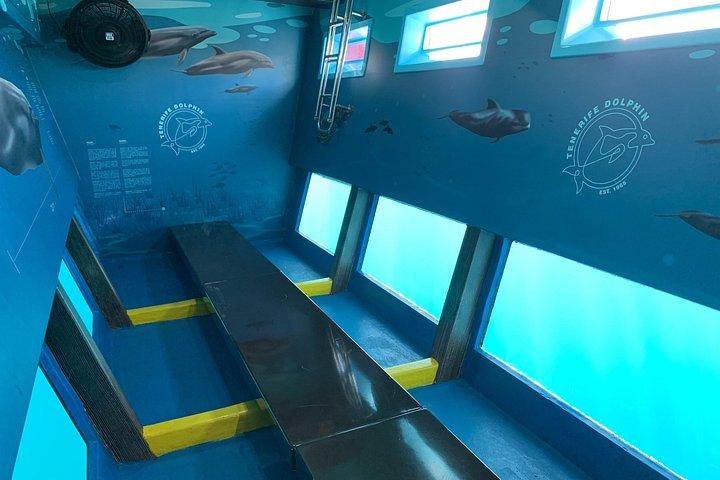 イルカとホエールウォッチングミニクルーズ（水中鑑賞付）