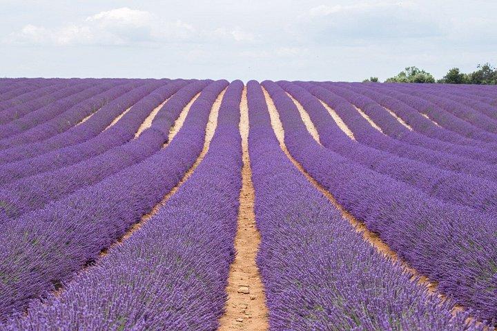 From Nice or Cannes Provence Lavender Fields and Verdon Tour
