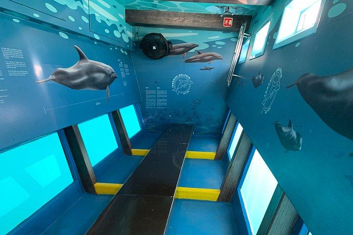 イルカとクジラウォッチングロスギガンテスマスカランチ＆スイム
