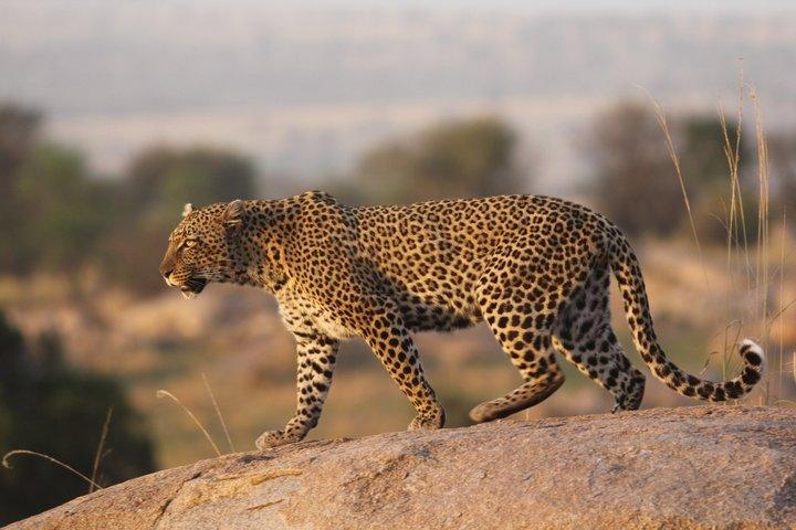Arusha Ngorongoro Multi-day Shared 4WD Tour