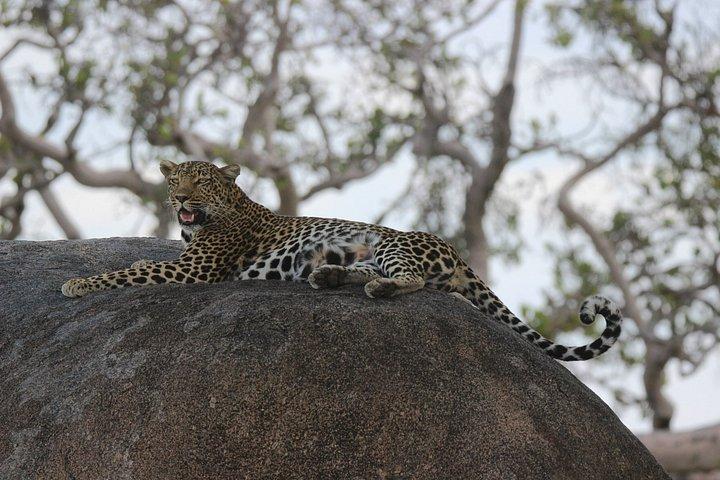 Arusha Ngorongoro Multi-day Shared 4WD Tour