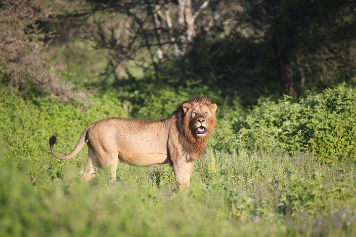 Arusha Ngorongoro Multi-day Shared 4WD Tour