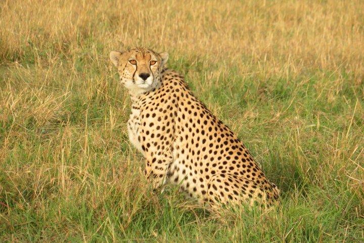 Arusha Ngorongoro Multi-day Shared 4WD Tour