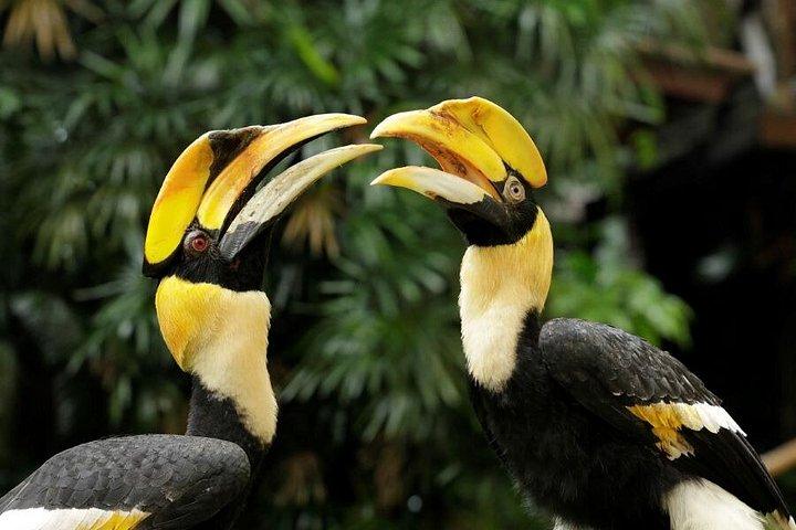 Singpore Bird Paradise Ticket and Optional Attraction or Lunch