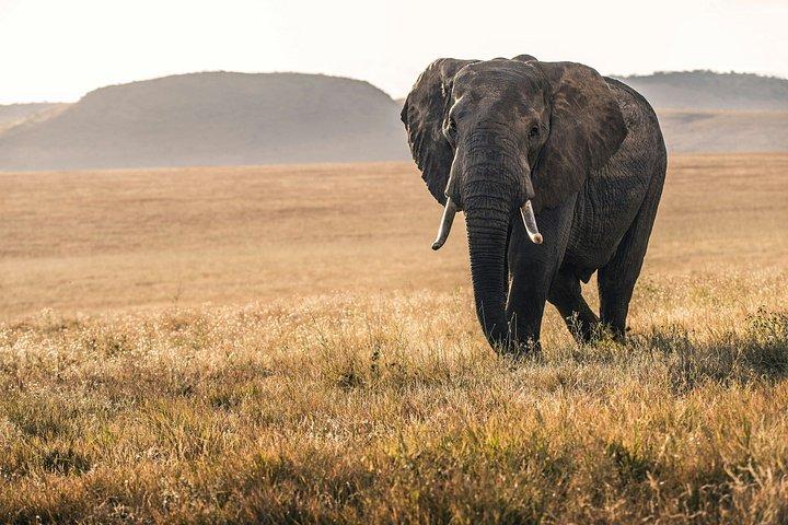 4 dagars signatur Familj Wildlife Adventure Masai Mara Safari