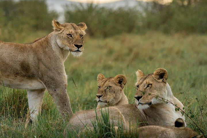 4日間シグネチャーファミリー野生動物アドベンチャーマサイマラサファリ