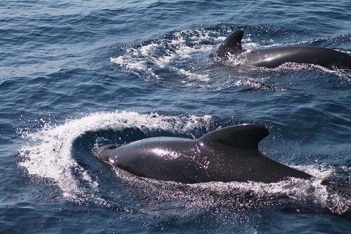 セビリアからの日帰りツアー - ビーチ、クジラ、イルカ