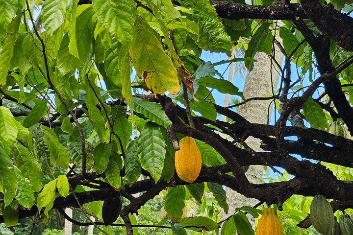 Authentic Saint Lucia Local Life Experience