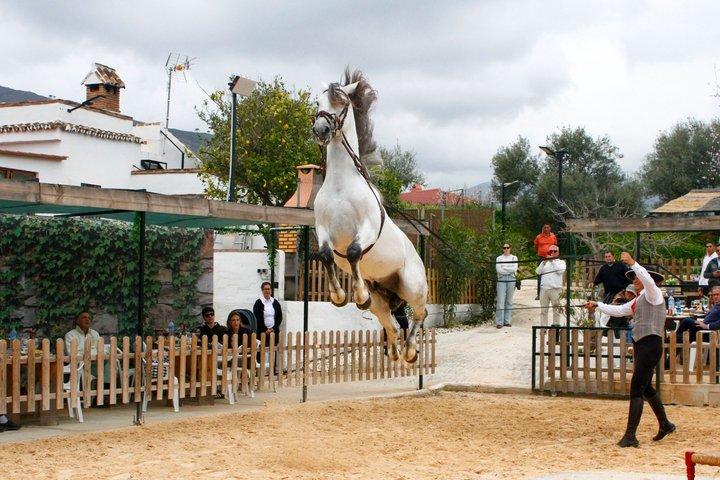 Auténtica experiencia de cena Caballos Españoles y Fusión Flamenca