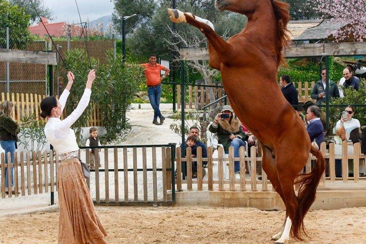Auténtica experiencia de cena Caballos Españoles y Fusión Flamenca