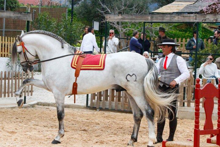 Auténtica experiencia de cena Caballos Españoles y Fusión Flamenca