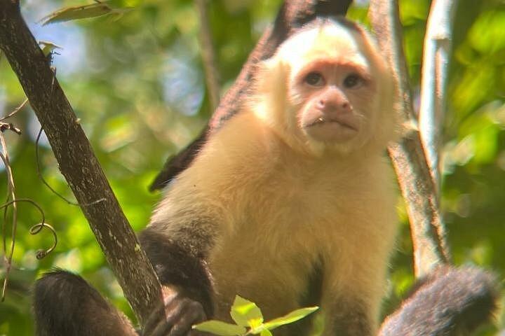 パロベルデ国立公園-コスタリカの野生の味