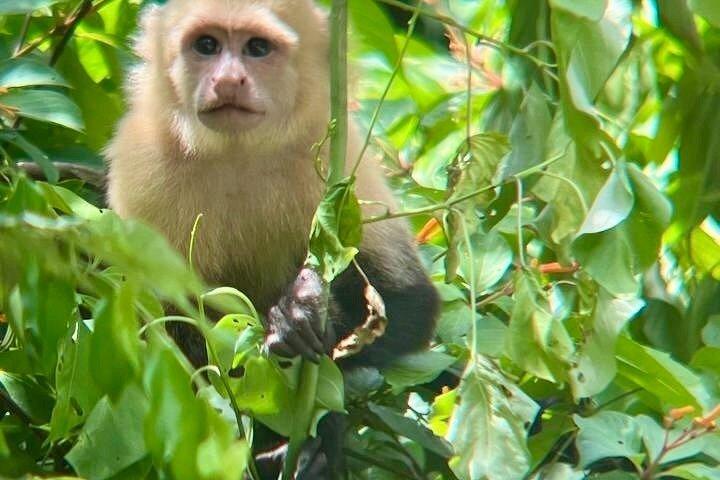 パロベルデ国立公園-コスタリカの野生の味