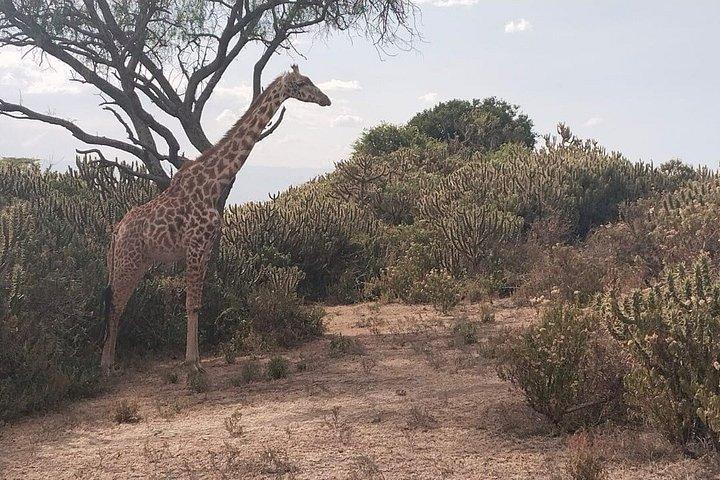 ヘルズゲート、ナイバシャ、クレセントアイランドデイサファリ