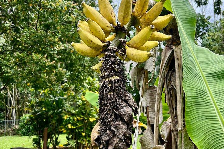 Hilo Shore Excursion: Volcanic Experience, Lava Tubes, Waterfalls