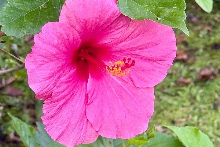 Hilo Shore Excursion: Volcanic Experience, Lava Tubes, Waterfalls