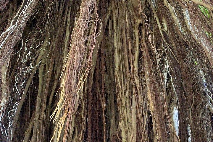Hilo Shore Excursion: Volcanic Experience, Lava Tubes, Waterfalls
