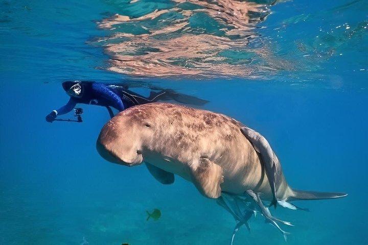 Sharm El Luli Beach Day Trip with Snorkeling Adventure