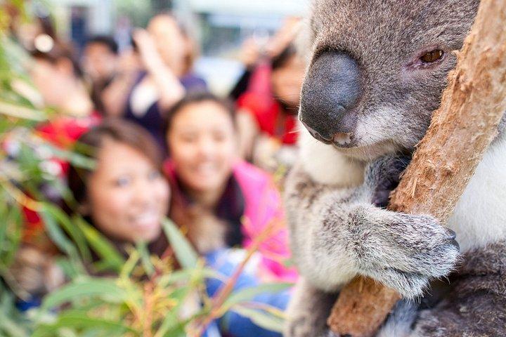 パースツアーヤンチェップからランセリンとピナクルズへ、ロブスターランチ付き