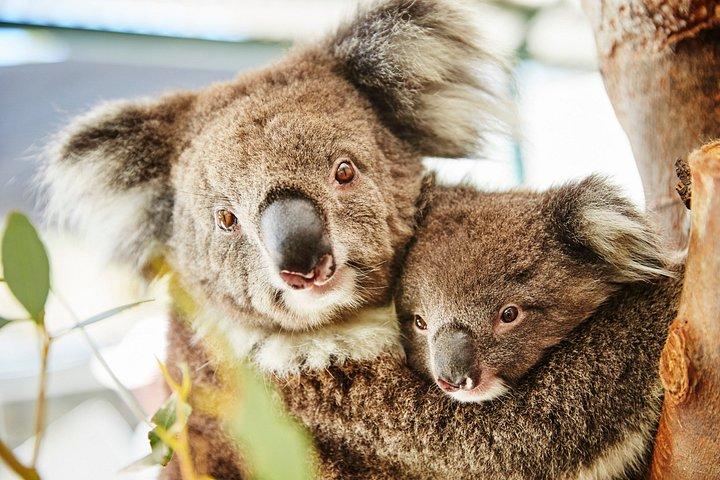 パースツアーヤンチェップからランセリンとピナクルズへ、ロブスターランチ付き