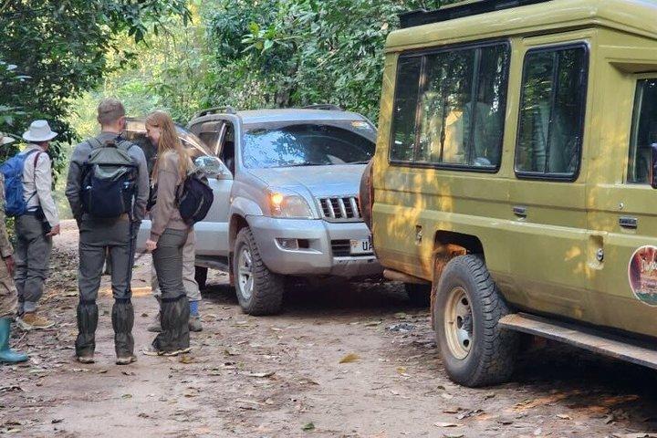 Privates 3 Tage Schimpanse-Tracking Kibale Uganda