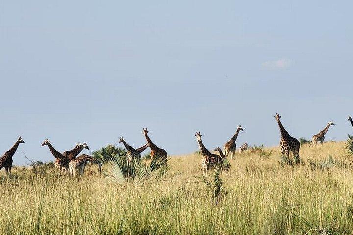 Private 8 days Murchison Falls, Chimpanzee & Gorilla Trekking