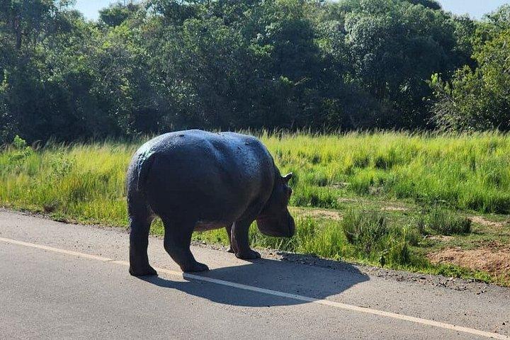 Private 8 days Murchison Falls, Chimpanzee & Gorilla Trekking