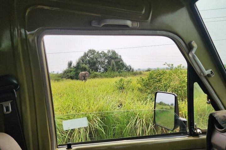 Private 8 days Murchison Falls, Chimpanzee & Gorilla Trekking