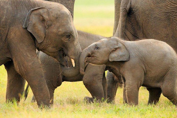 Minneriya National Park Safaris