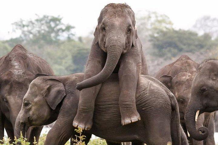 Minneriya National Park Safaris
