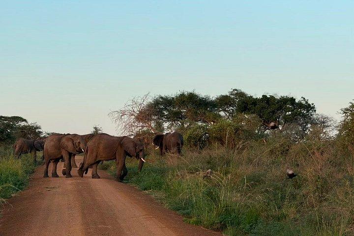 Private 8 days Murchison Falls, Chimpanzee & Gorilla Trekking